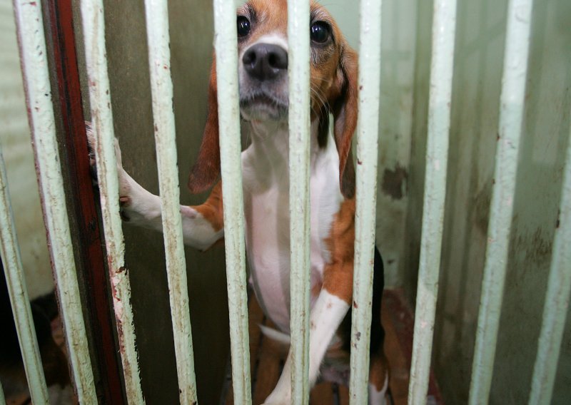 Prijatelji životinja: Veće zatvorske kazne mogu zaustaviti napuštanje životinja