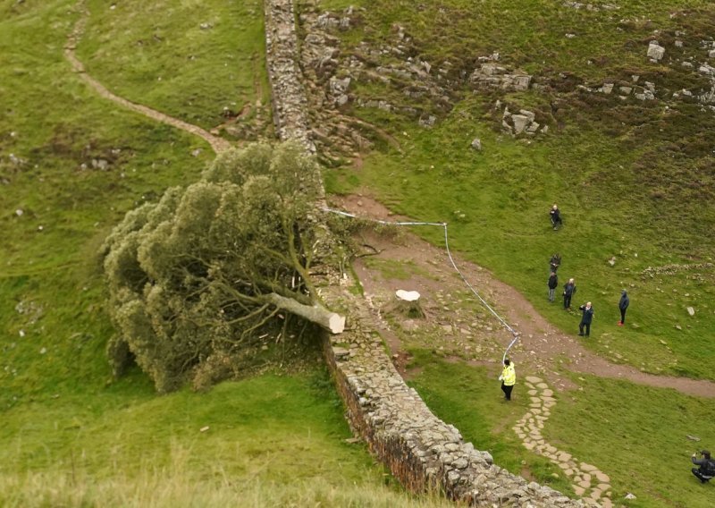 Šesnaestogodišnjak uhićen jer je posjekao jedno od najpoznatijih stabala na svijetu