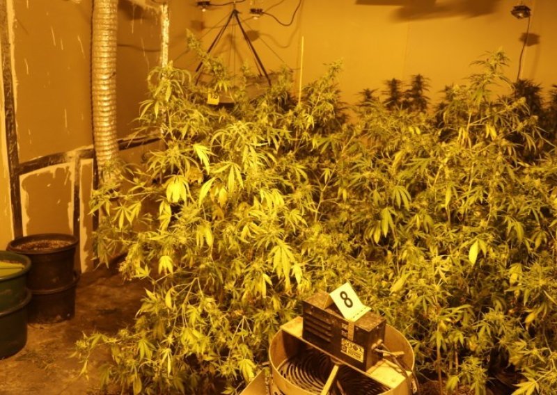 Policija kod Jaske našla laboratorij marihuane, 'poljoprivrednike' odala potrošnja struje