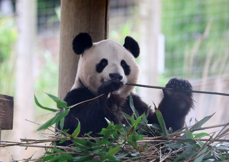 Jedine 'britanske' pande vraćene u Kinu, nisu ih uspjeli umjetno oploditi