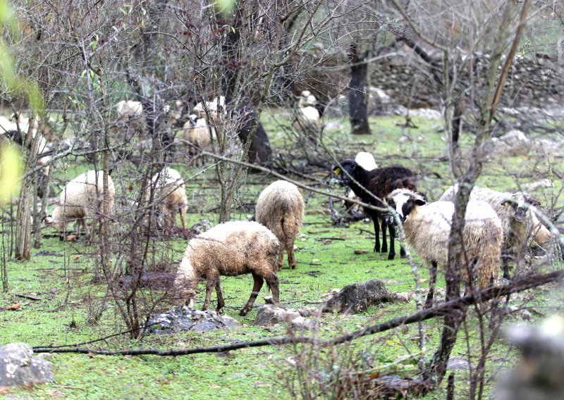 Svinjska kuga mijenja sve: Slavonci prelaze na uzgoj ovaca i koza