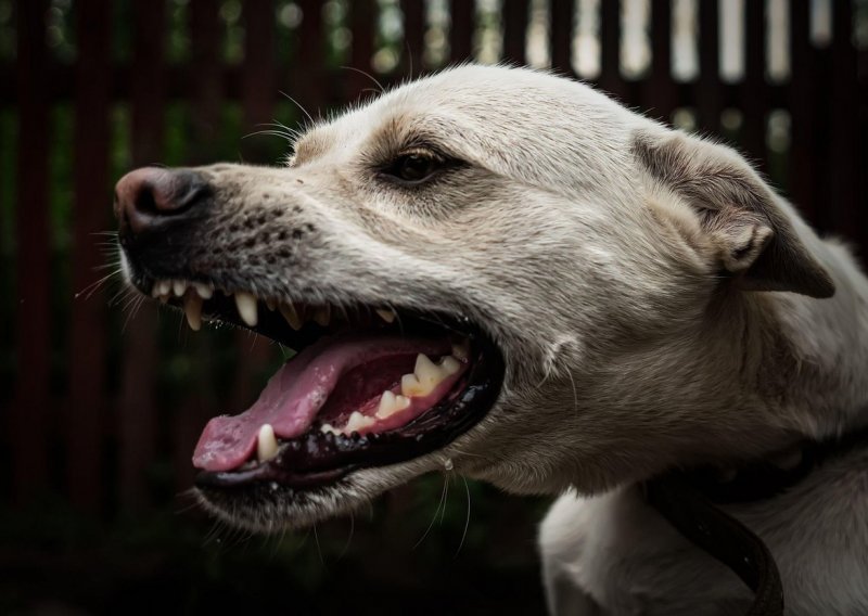 Prijatelji životinja traže da se opasni psi kastriraju i socijaliziraju