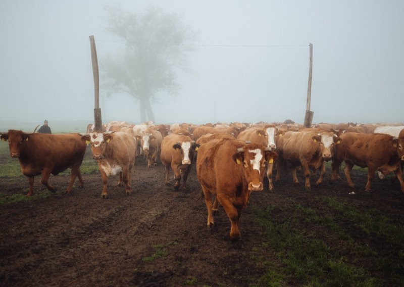 U Hrvatskoj je sve manje stoke i krava muzara, ali osjetno više krmača za rasplod