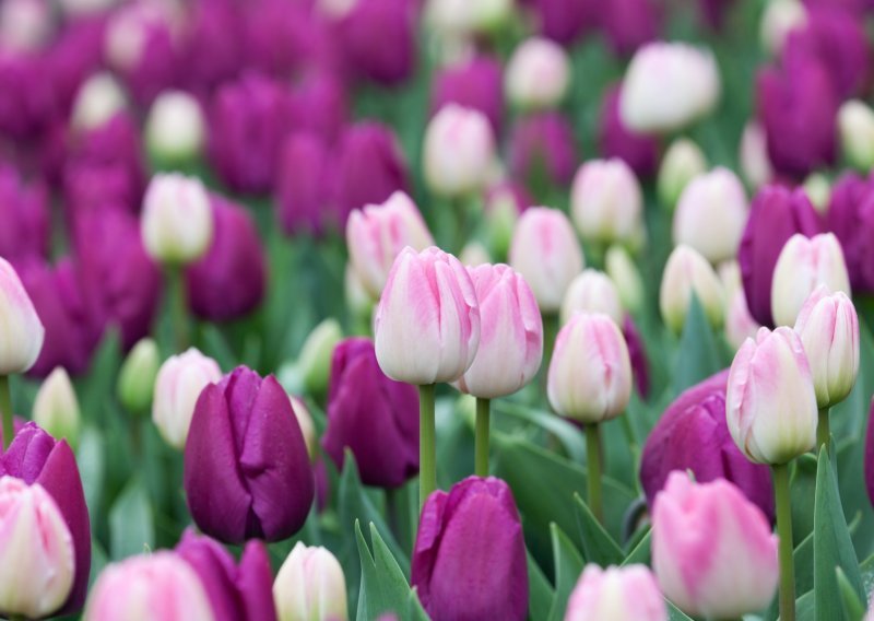 Stvarno djeluje: Uz ovaj jednostavan trik oživjet ćete klonule tulipane