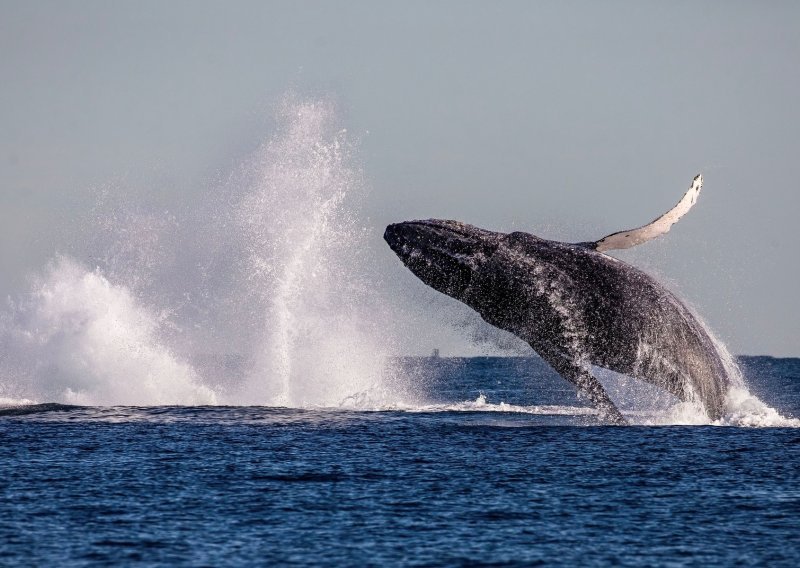 Kralj novozelandskih Maora želi da kitovi uživaju temeljna ljudska prava