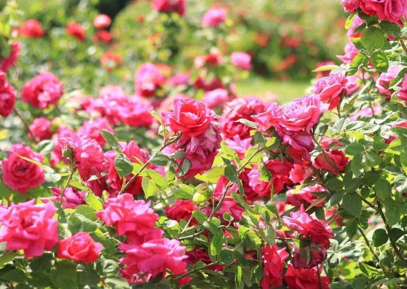 Nikad bujnije ruže: Izbjegnite ove najčešće greške i uživajte u predivnom cvatu