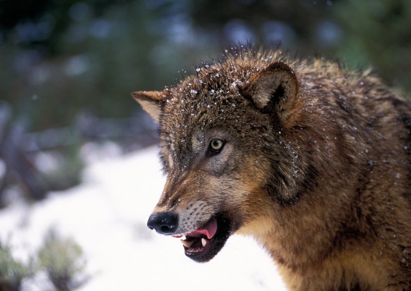 Poljoprivrednici: 'Ministarstvo će dati glas za povećanje populacije vukova'