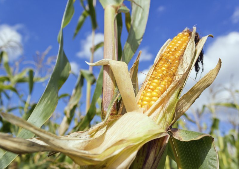 Dvanaest ministara EU-a traže zabranu za GMO kukuruza