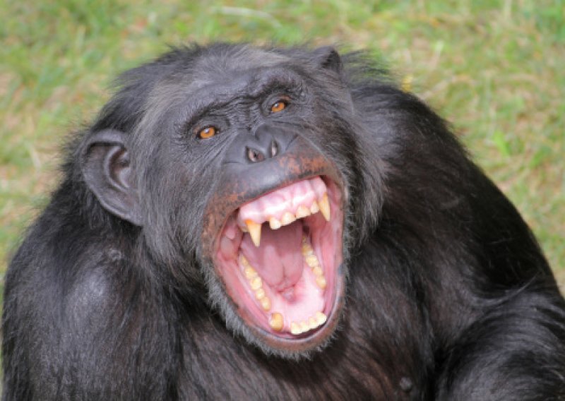 Čimpanze napravile nered u hamburškom zoo-u