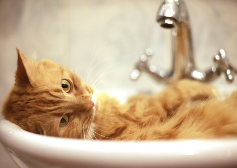 Trebate li kupati svoju mačku?
