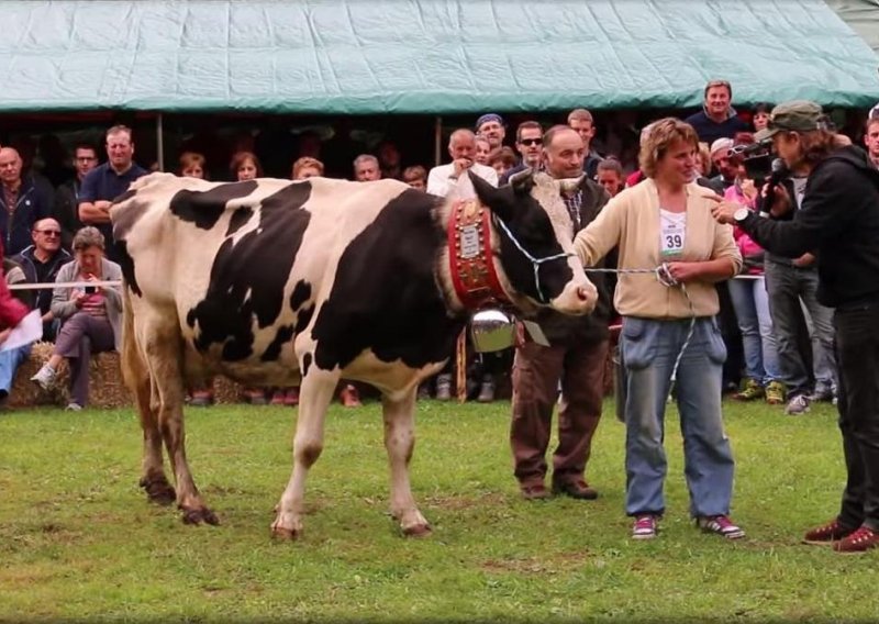 Možete li vjerovati da se vara čak i u mužnji krava?