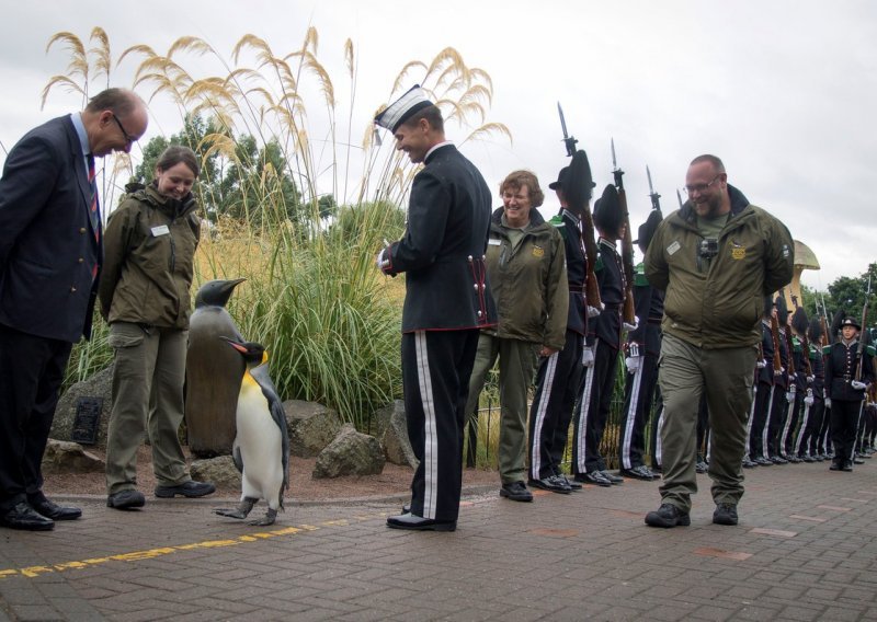 Pingvin promaknut u brigadira