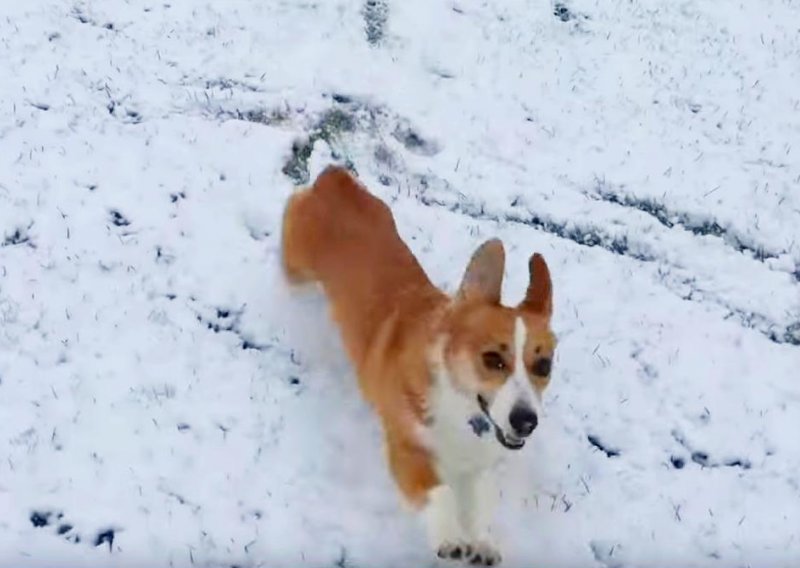Jesmo li već spomenuli da psi vole snijeg?
