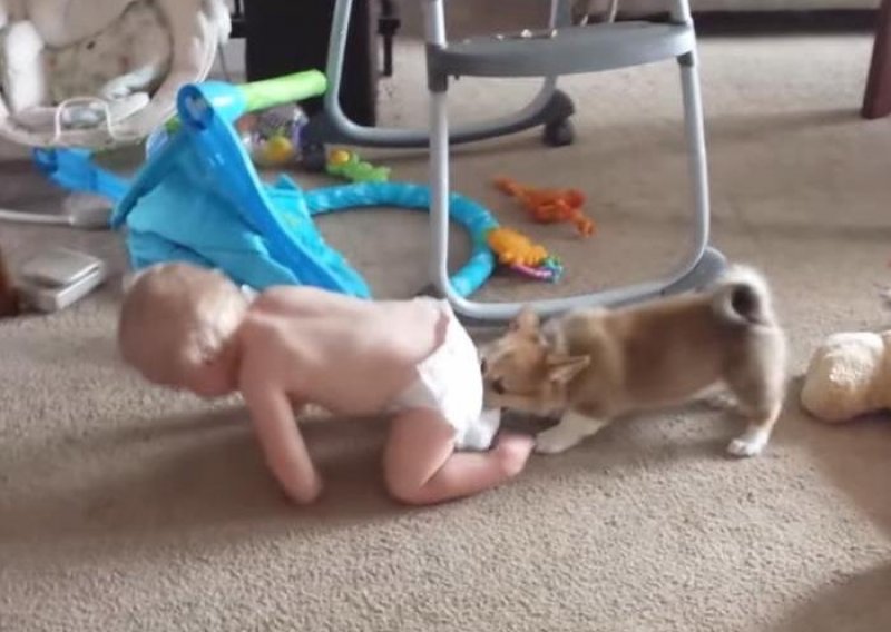 Psić pokušava bebi promijeniti pelene
