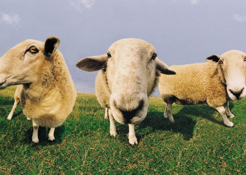 Znanstvenici žele uzgojiti ovce koje manje podriguju