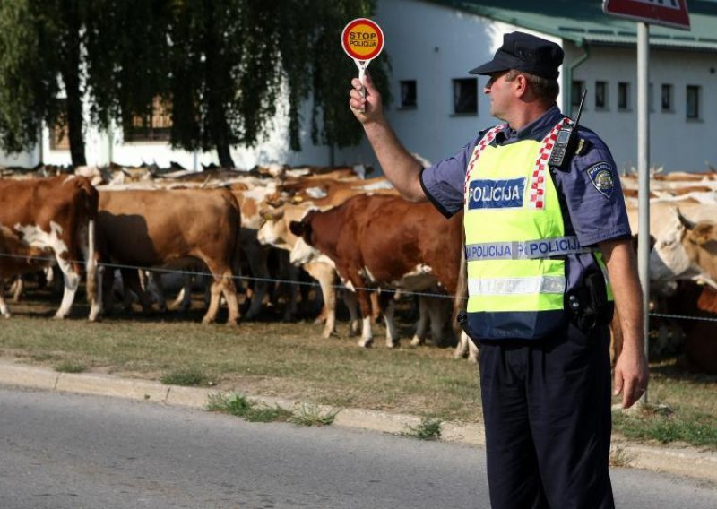 'Hrvati nam šalju svinjsku kugu, leukozu i E. coli'