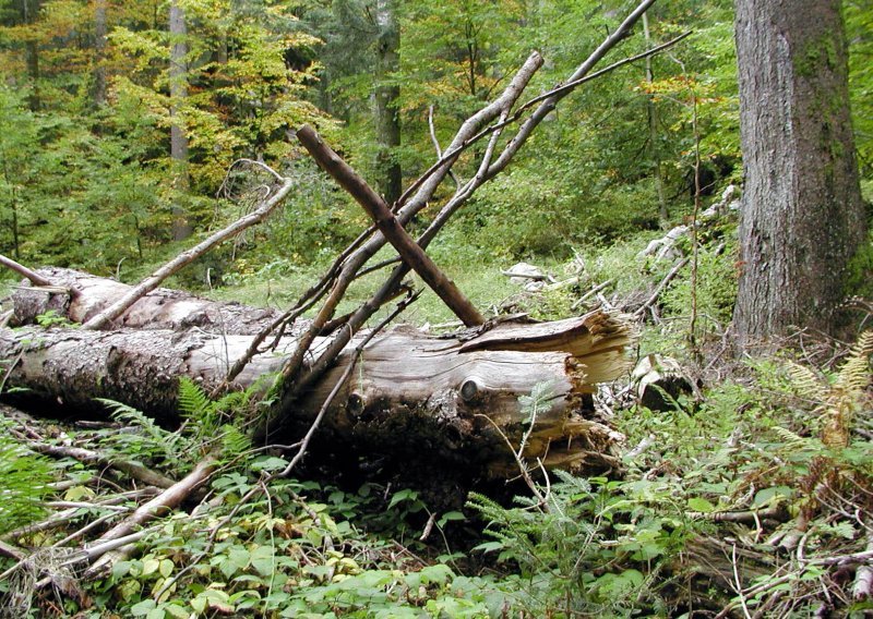 Hrvatske šume ostvarile 186,4 milijuna kuna dobiti