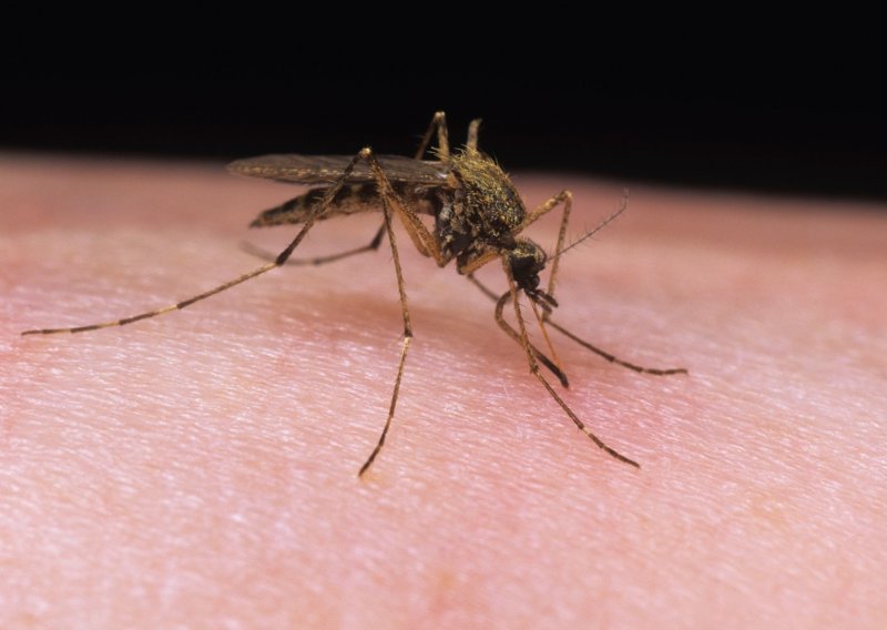 Pitali smo stručnjake: Zbog čega komarci neke ljude vole više od drugih?