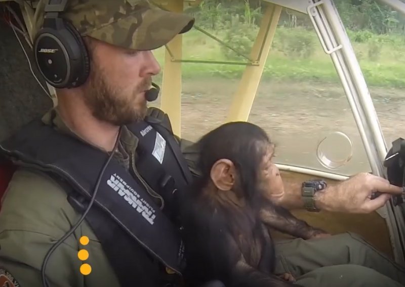 Svi se pitaju zašto pilot leti s čimpanzom u krilu, a razlog će vas oduševiti