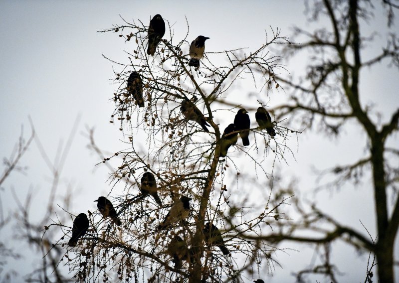 Vrane će čistiti zabavni park u Francuskoj