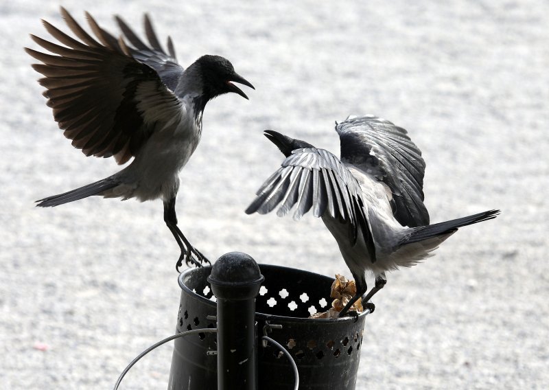 Stručnjakinja upozorava: Ne uznemiravajte vrane, one nikad ne napadaju prve!