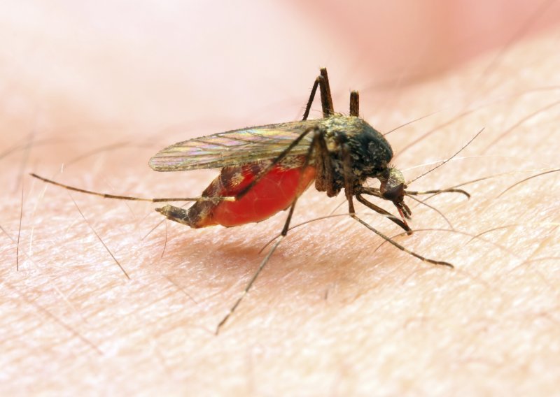 S poplavama i vrućinama stižu komarci i bolesti!