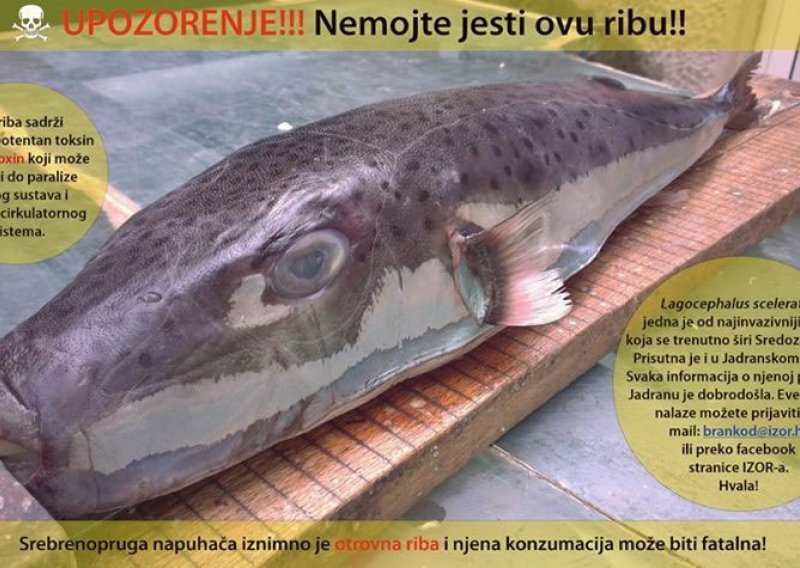 Čuvajte se: Najotrovnija riba svijeta u Jadranu!