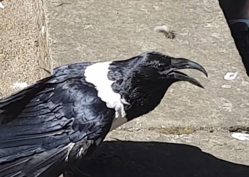 Vrana pozdravlja turiste sa 'jesi dobro, ljubavi'