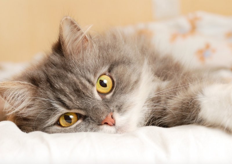 10 fascinantnih činjenica o mačkama