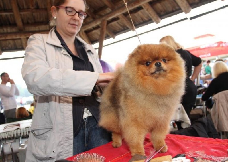 U Karlovcu održana Međunarodna izložba pasa