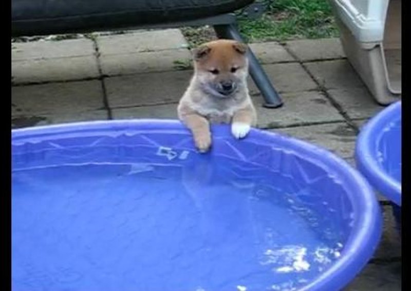 Pogledajte slatkog psića kako se ljuti na bazen
