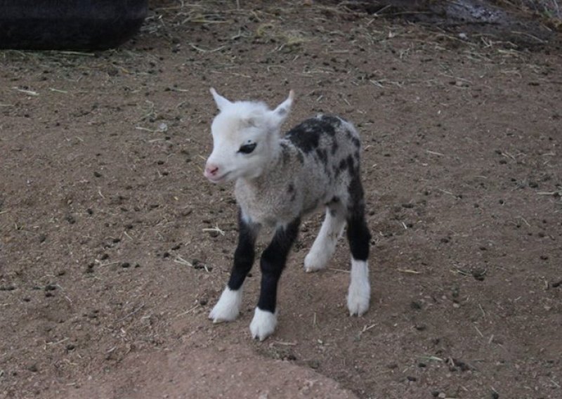 Kovca ili ovza? Rođena mješanka koze i ovce!