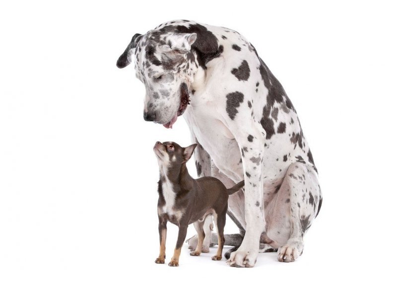Psi poput labradora ili njemačke doge inteligentniji su od svojih manjih rođaka