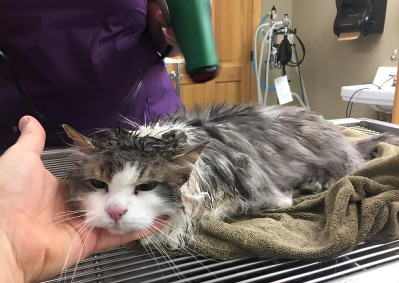 Veterinari mačku spasili život – odmrzavanjem!