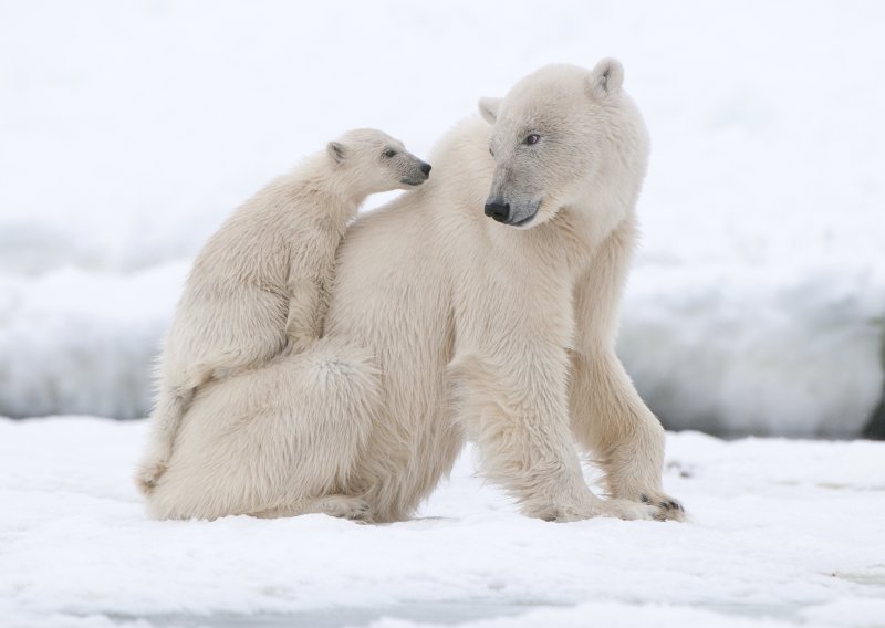 Evo kako polarni medvjedi vježbaju gracioznost