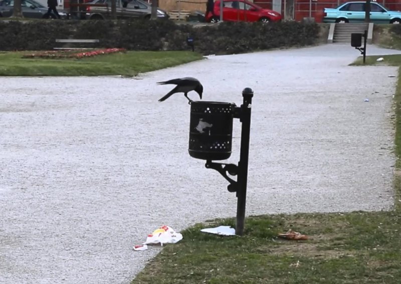 Pametne vrane surađuju čak i kad kopaju po smeću: Pogledajte dokaz iz Zagreba