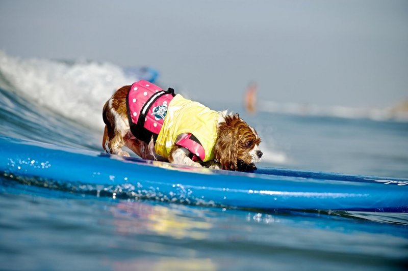 Pas koji surfa