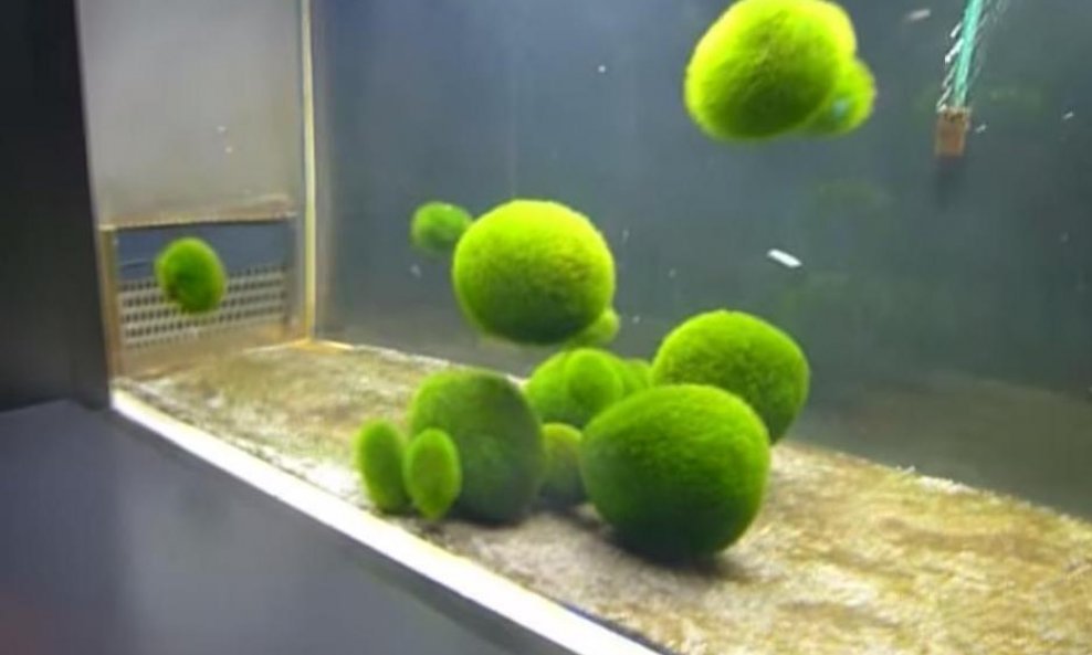 alge funvideo