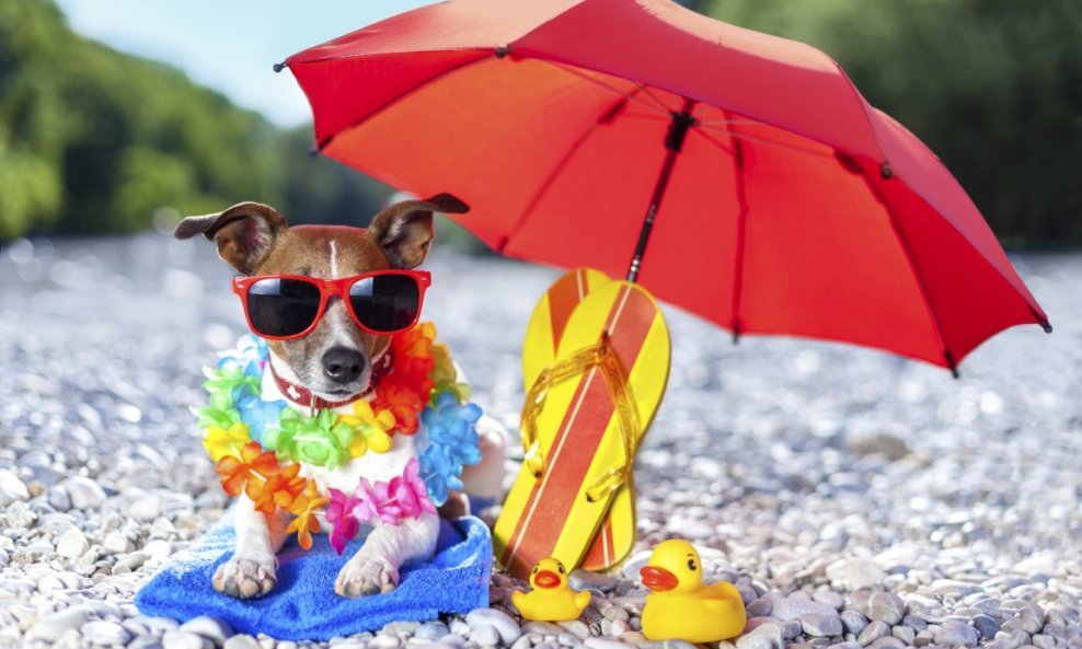pas psi plaža godišnji odmor