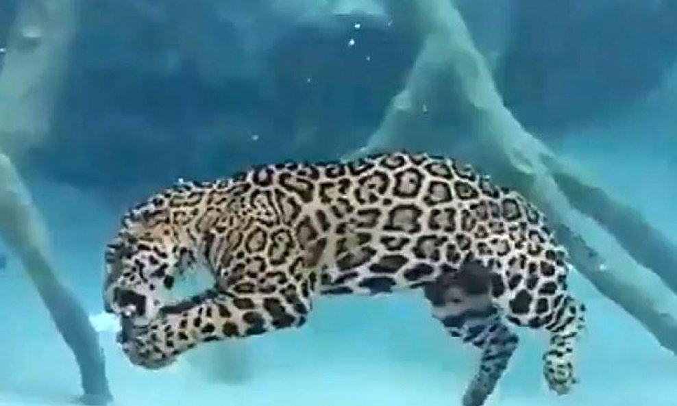 jaguar-roni