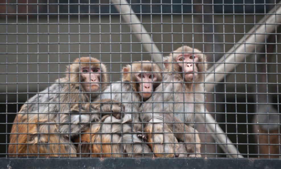 Majmuni makaki