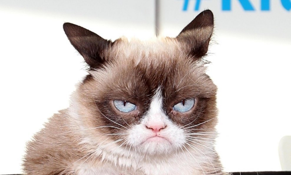 grumpy cat mrzovoljna mačka (2)