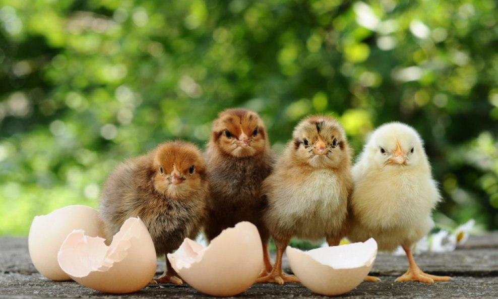 pilići kokoš jaje