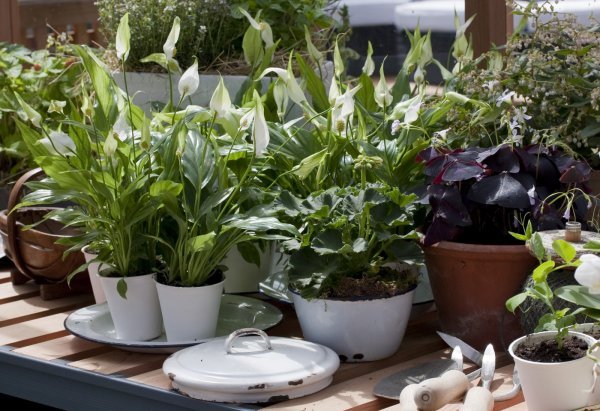 Riješite se toksina iz zraka: Ove predivne biljke dodatak su domu koji svi trebamo