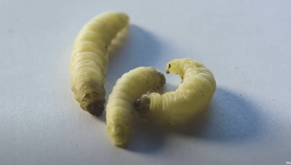 Biologinja slučajno otkrila da ovi crvići jedu i razgrađuju plastiku: Evo snimke
