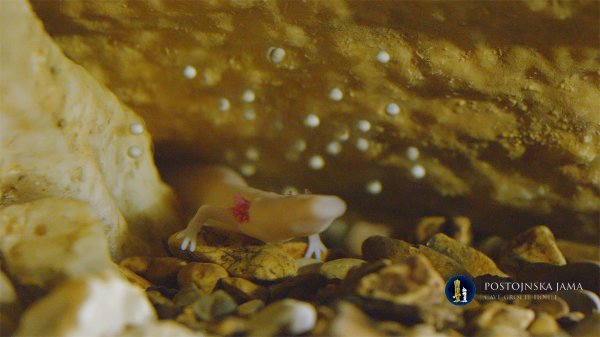 Proteus Anguinus čovječja ribica Postojnska jama